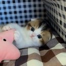 천안고양이 분양 퍼스트캣 본점 이미지