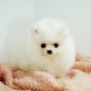 복실복실 Daum카페