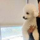 멍바이멍 반려견 유치원 이미지