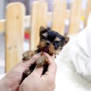 퍼피대디 이미지