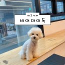 비어마이독 | [의정부 애견카페] 비어마이독 후기 🐶 (애견운동장 포토존 주차)