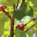 심천힐링관광농원 이미지