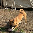 두리멍쉴 애견유치원 이미지