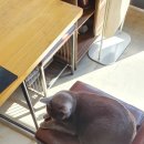카페드 37-1 네이버블로그