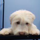 유폴 24시 애견셀프목욕 아산탕정점 이미지