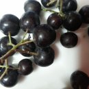 경인목장 이미지