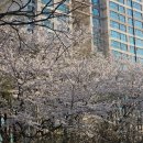 동호일식 | 서울 벚꽃 명소 잠실 석촌호수 벚꽃 축제 실시간 4월 2일 만개 후기