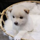 호야펫 구리점 이미지