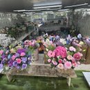 대구화훼 | 대구꽃집 추천ㅣ불로동 화훼단지 영남꽃집에서 대구개업화분 내돈내산 구매후기