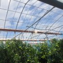 하린농장 이미지