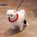 마요 펫 네이버블로그
