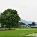 정자나무
