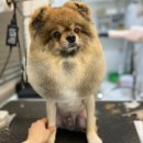 올리브 애견 이미지