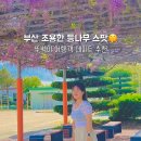 대상초등학교 | 경상 4월 부산 꽃구경 대상초등학교 등나무 목향장미 뚜벅이 여행