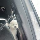 견공작소 이미지