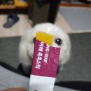 포동이 펫살롱 이미지