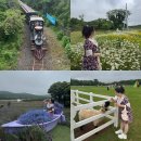 호텔라벤더제주 | [에코랜드]제주동쪽가볼만한곳 샤스타데이지, 라벤더, 동물먹이주기체험