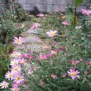 바위 솔 이미지