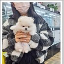 펫하임 강아지 고양이 이미지