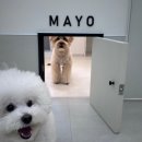 자연애견미용실 | 평택애견미용실 잘하는곳 가격 살롱드몽뚜 후기