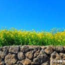 하늘6(유채밭) 이미지