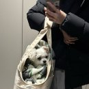 24시 포항 이음동물의료센터 네이버블로그