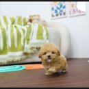 유앤미메디칼 | 석촌동토이푸들분양, 유앤미펫에서 만난 소중한 가족🐶💕