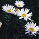 쑥부쟁이 이미지