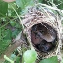 새들의 정원 이미지