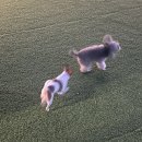 추억 만들기 캠핑장 | 김포 애견동반 캠핑장 캠프그레잇 후기🐾 | 자두와 먼지랑 특별한 추억