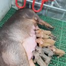 주민축산 이미지