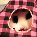 꿈꾸는고양이 이미지