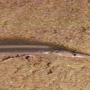 오리와 장어 이미지