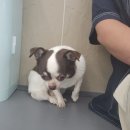 도그 프렌즈 이미지