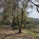 감성글로벌(주) | 용인 벚꽃 명소 한국외대 글로벌캠퍼스 명수당 4월 실시간 현황 및 주차 요금 안내