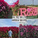 경산제지(주) | 대구 경산 꽃 구경 추천 장미터널 실시간현황 대부잠수교 주차