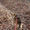 숲길 강아지 이미지