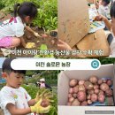 이천 솔로몬 농장에서 아이랑 친환경농산물 감자수확 체험하기