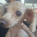 퍼스트 독 앤 캣 이미지