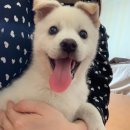 발안만세시장 | [화성]향남읍 발안 만세시장 5일장 방문후기