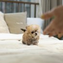 디자인독 이미지