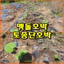 (텃밭) 늙은호박과 토종단호박 모종 심기 이미지