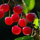 체리김밥 이미지