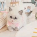 왕발고양이 | 시흥고양이 먼치킨 첫만남, 다양했던 왕발고양이 솔직후기