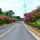 생태원길(배롱나무길) 이미지