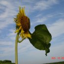 하늘을 향하여 이미지