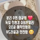 팩트디자인하우스 | [애착인형 추천] 털 빠짐 없는 슈테른탈러 벤 오르골 인형, 7개월, 36개월 아기 수면 교육 팩트 후기 😆