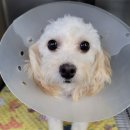 신세계동물병원 이미지