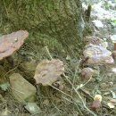 영지버섯 효능 - 본초강목에 소개된 노화를 예방하는 불로초 이미지