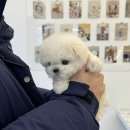 퍼피댕글 | 양천구비숑분양 목동미니비숑 퍼피팰리스에서 만났어요!